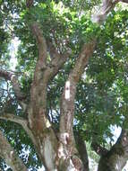 Image de Castanospermum