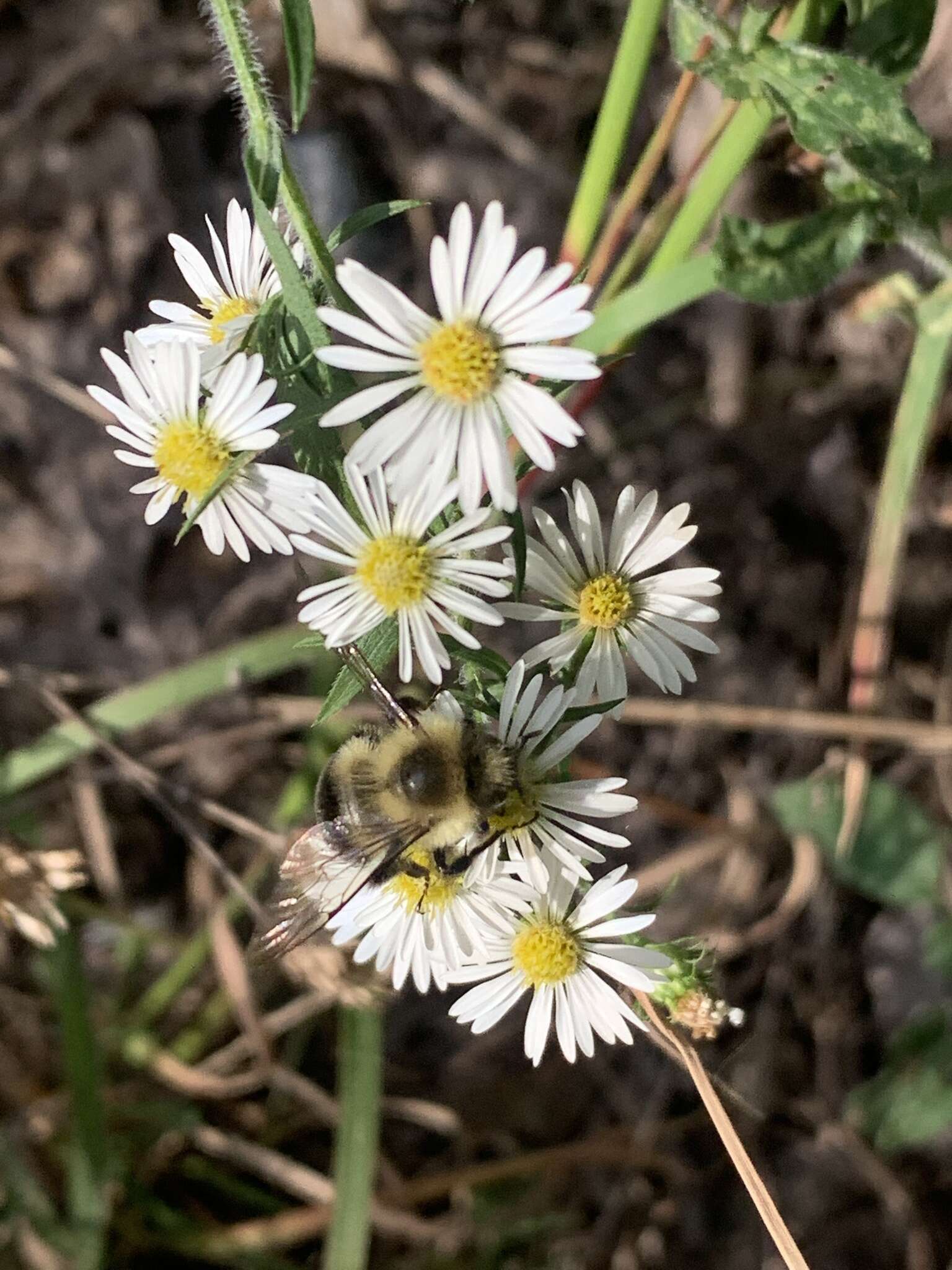 Image of Common Eastern Bumblebee