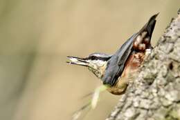 Image of Eurasian Nuthatch