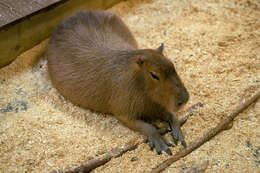 Image of Capybaras