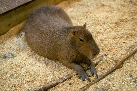 Image of Capybaras