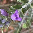 Image de Eremophila resinosa (Endl.) F. Muell.