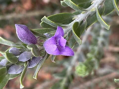 صورة Eremophila resinosa (Endl.) F. Muell.