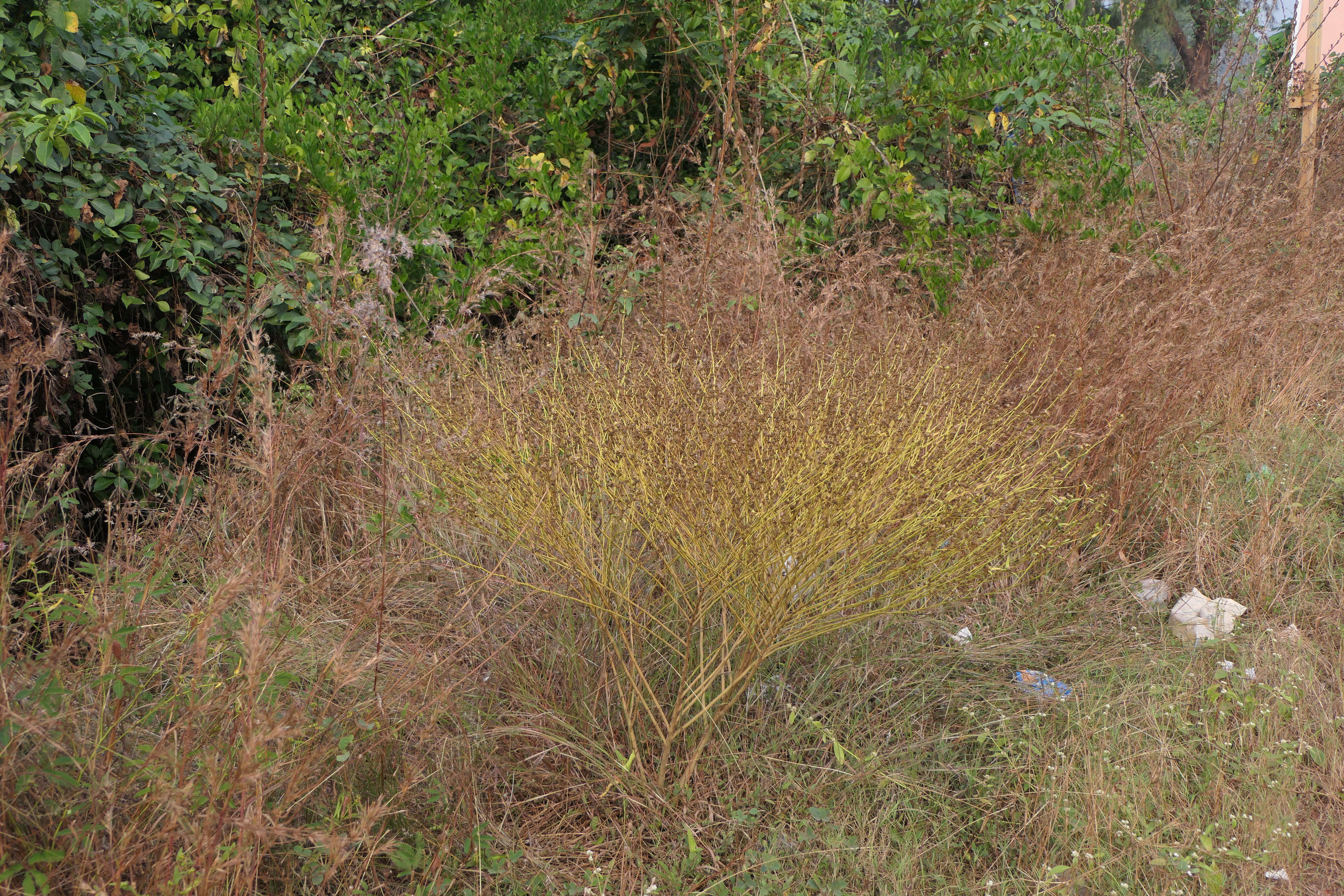 Image of common wireweed