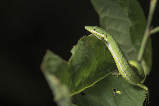 Image of Koshun Grass Lizard