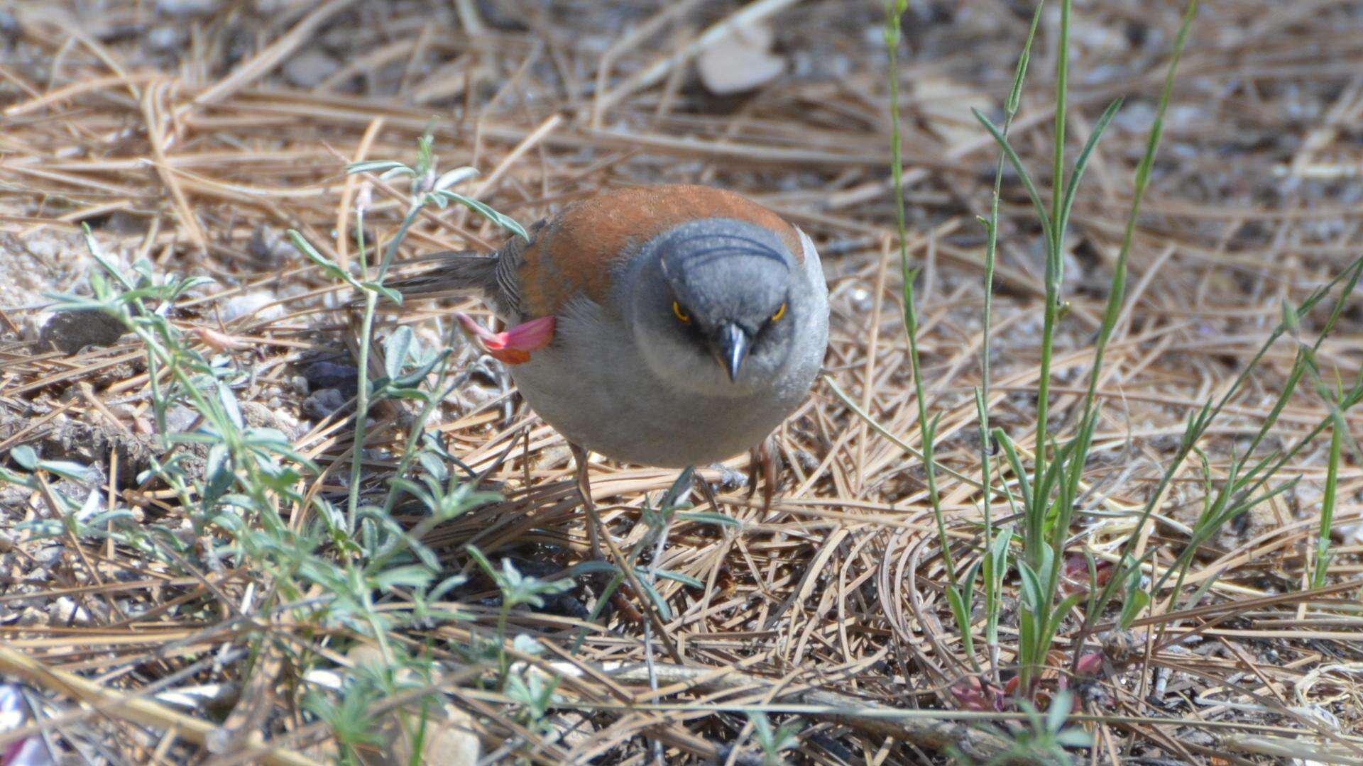 Image of Yellow-eyed Junco