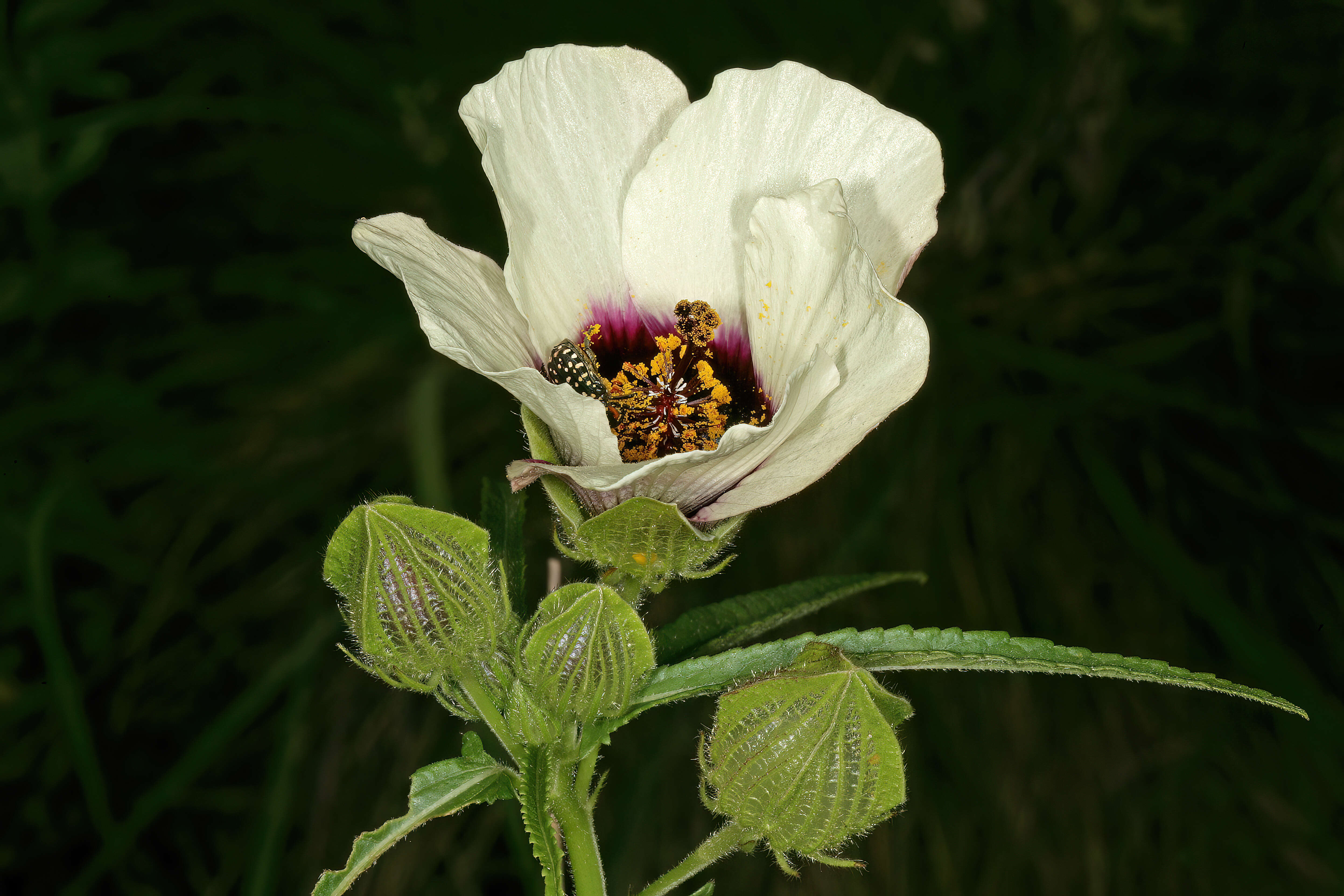 Image of flower of an hour