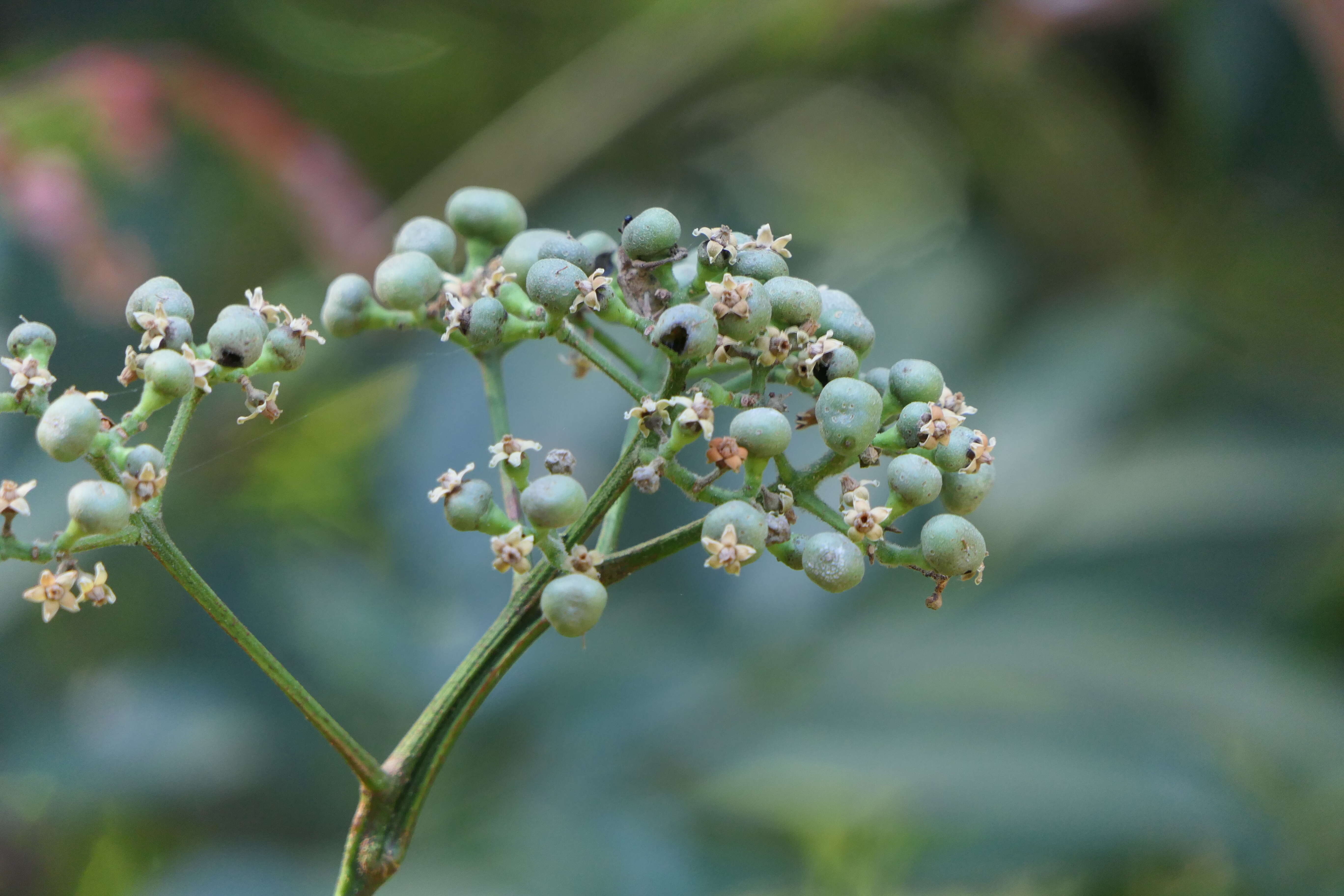 Leea indica (Burm. fil.) Merr. resmi