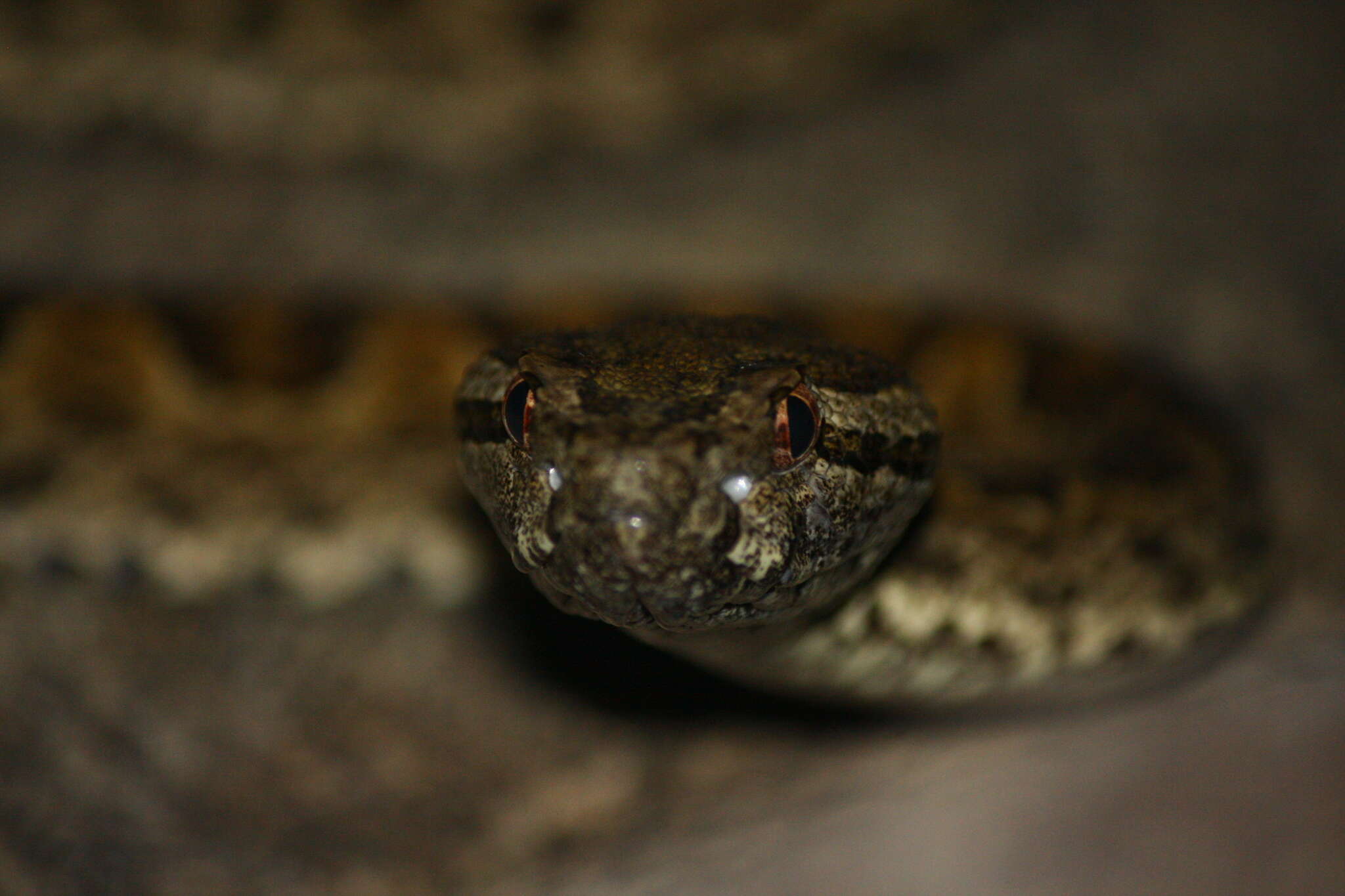 Image of Elegant pitviper