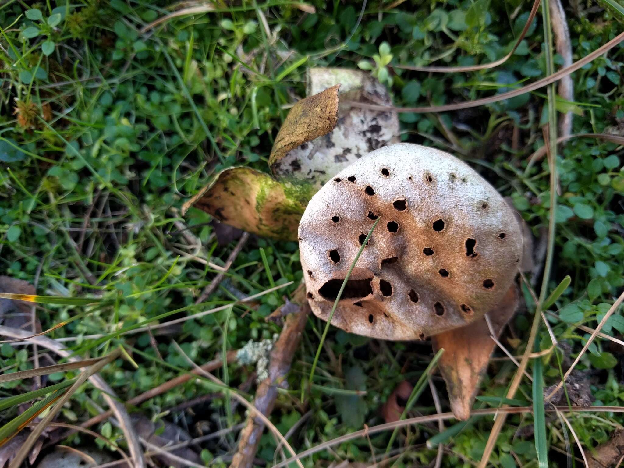 Image de Myriostoma coliforme (Dicks.) Corda 1842