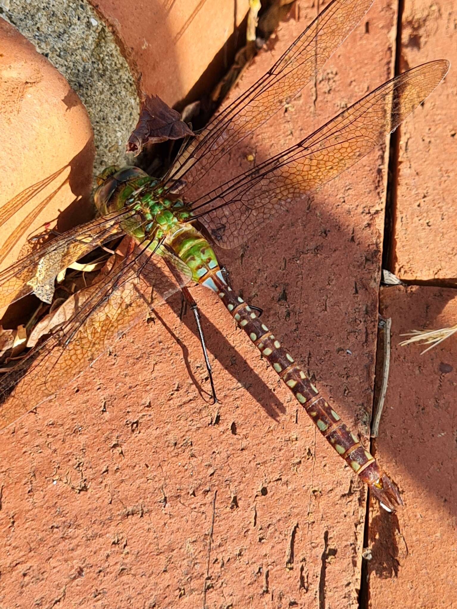 Image of Blue-spotted Comet Darner