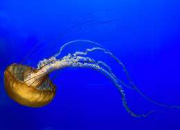 Image of Atlantic sea nettle