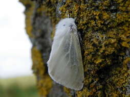 Image of White Satin Moth