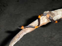 Image of Snail-eating Thirst Snake