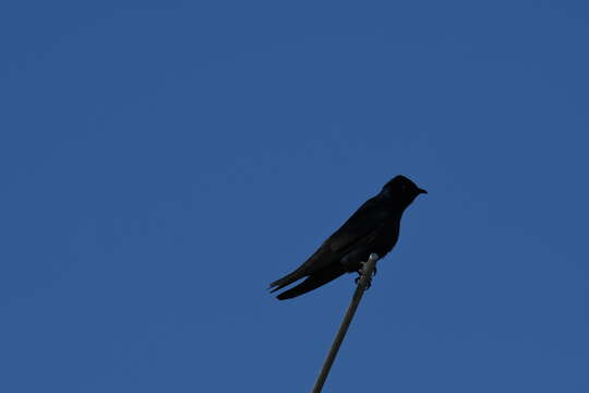 Image of Purple Martin