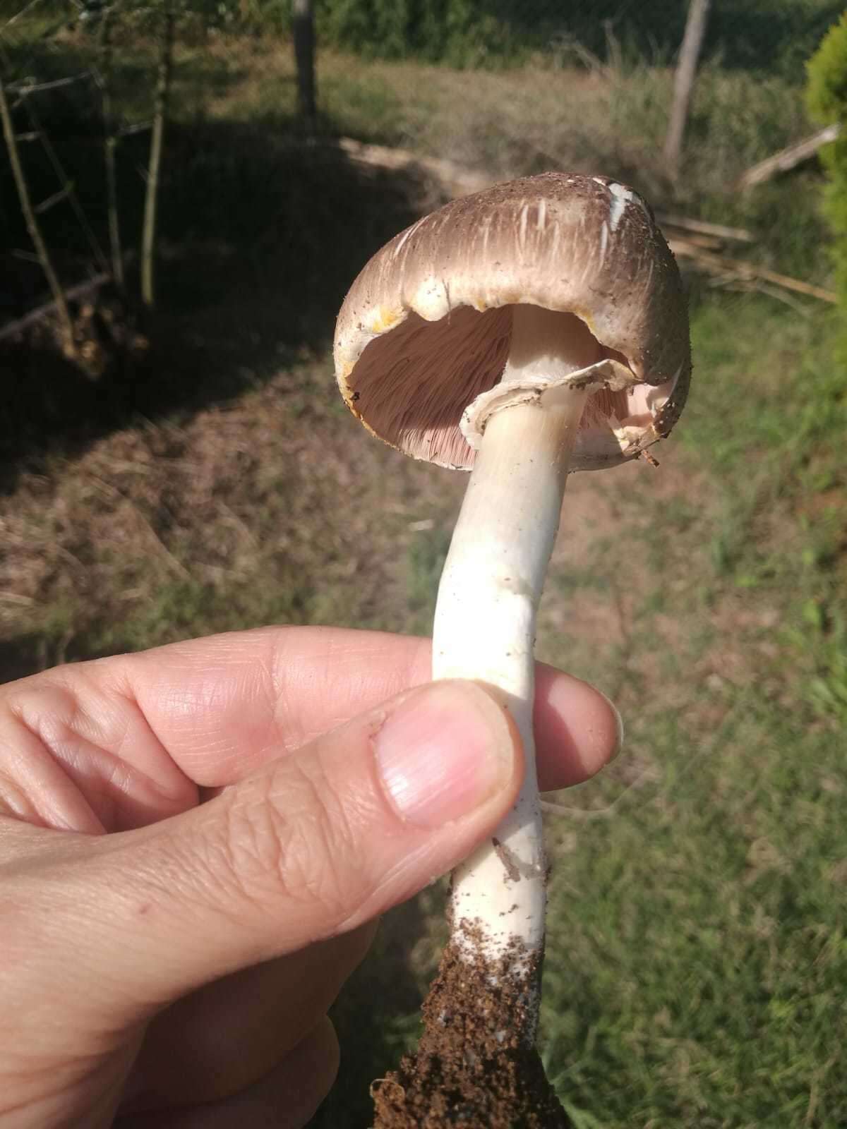 Image of Agaricus moelleri Wasser 1976