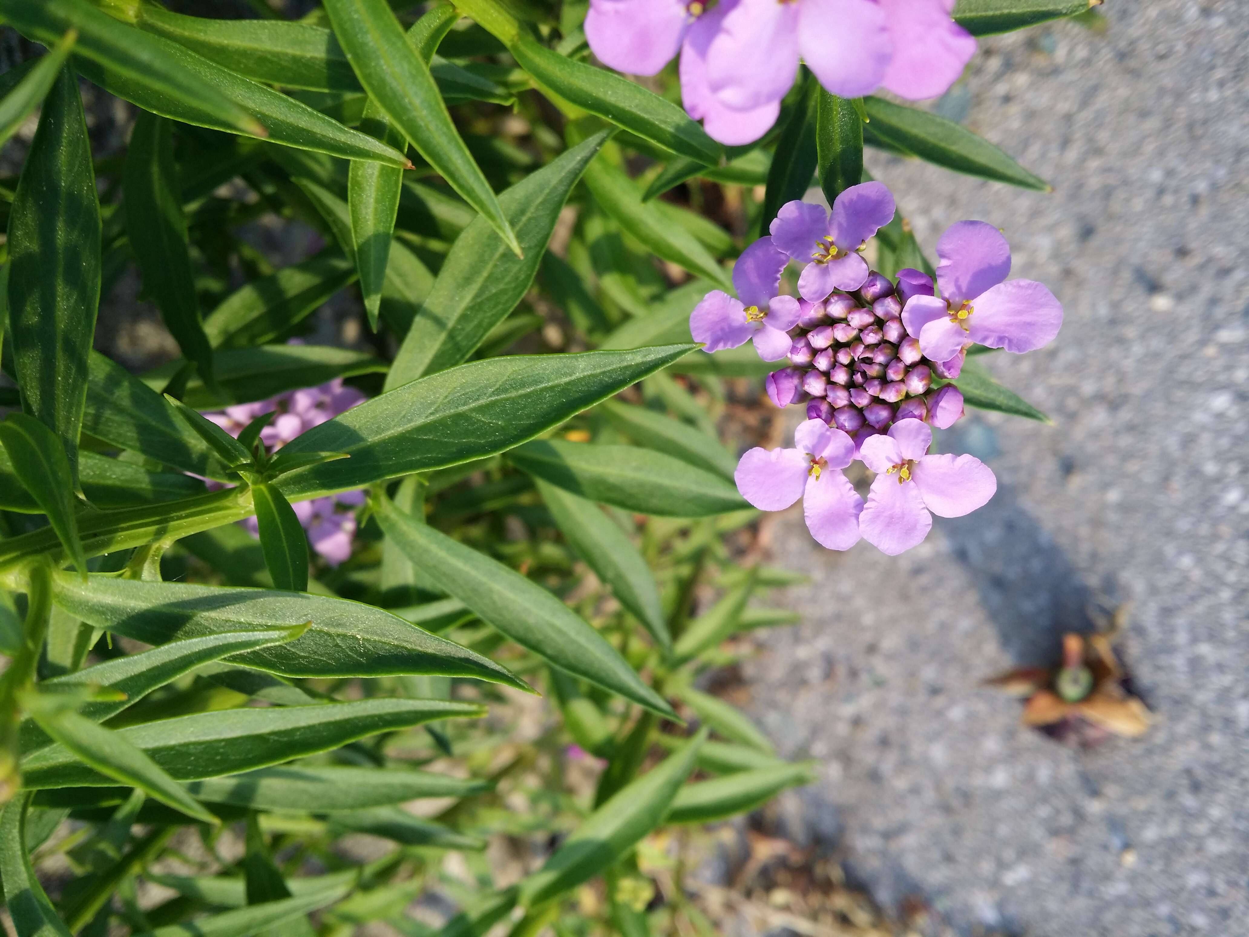 Plancia ëd Iberis umbellata L.