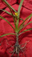 Sivun Hypoxis decumbens L. kuva