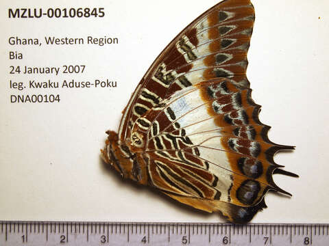 Charaxes brutus的圖片