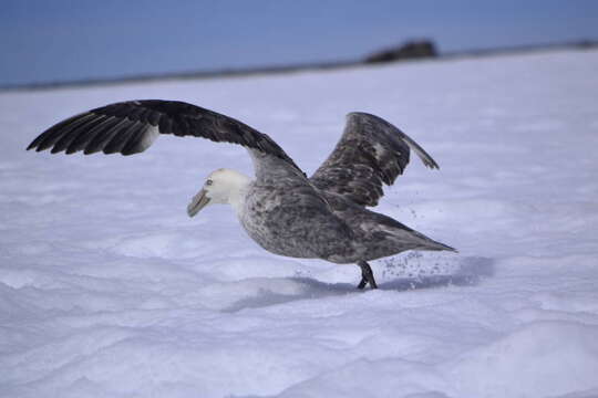 Image of Antarctic Giant-Petrel