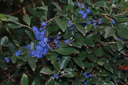 Image of Memecylon umbellatum Burm. fil.