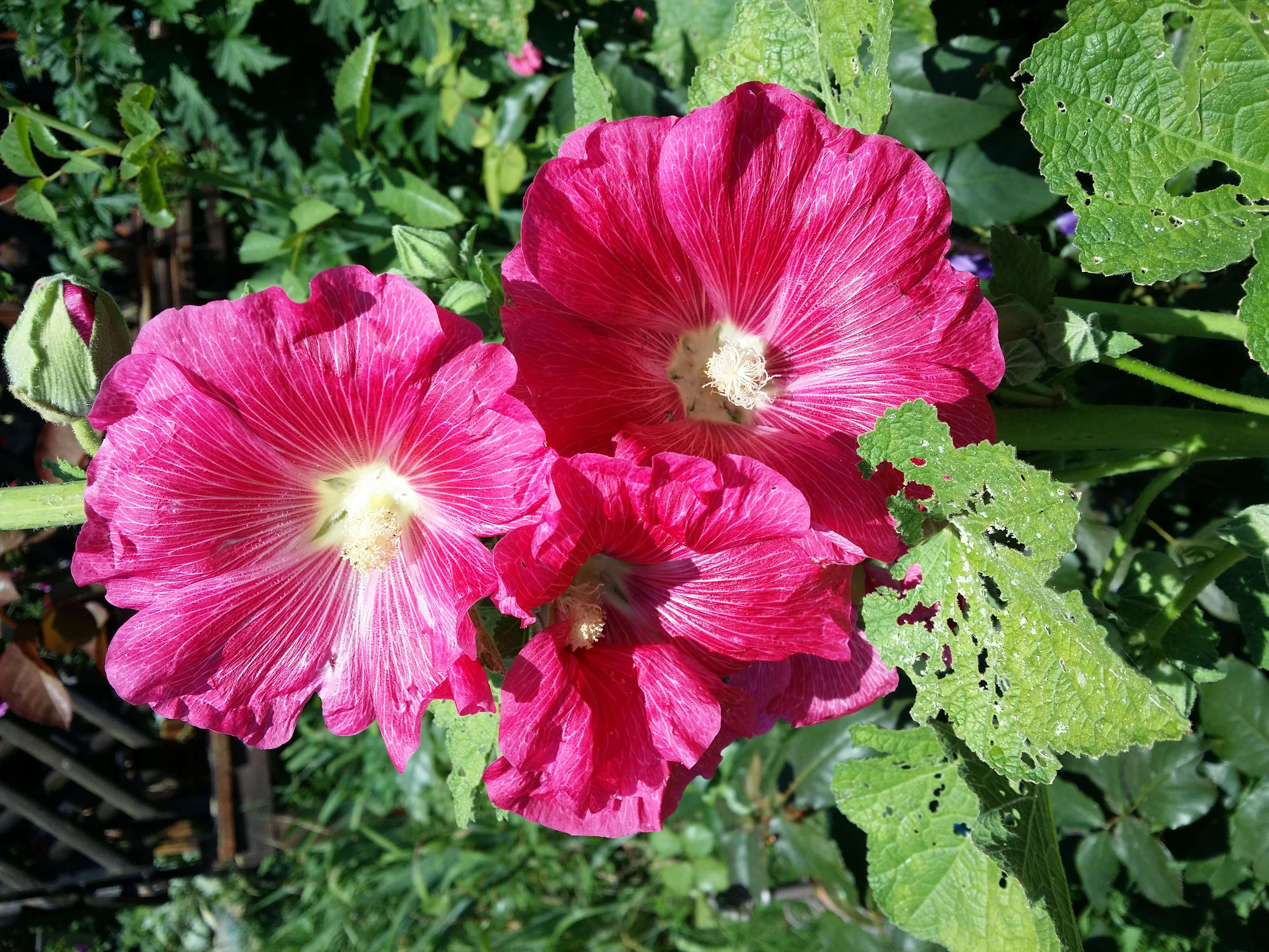 Image of hollyhock