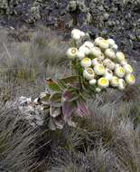 Image de Helichrysum mannii Hook. fil.