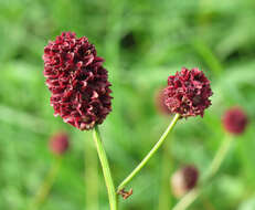 Image of Great Burnet