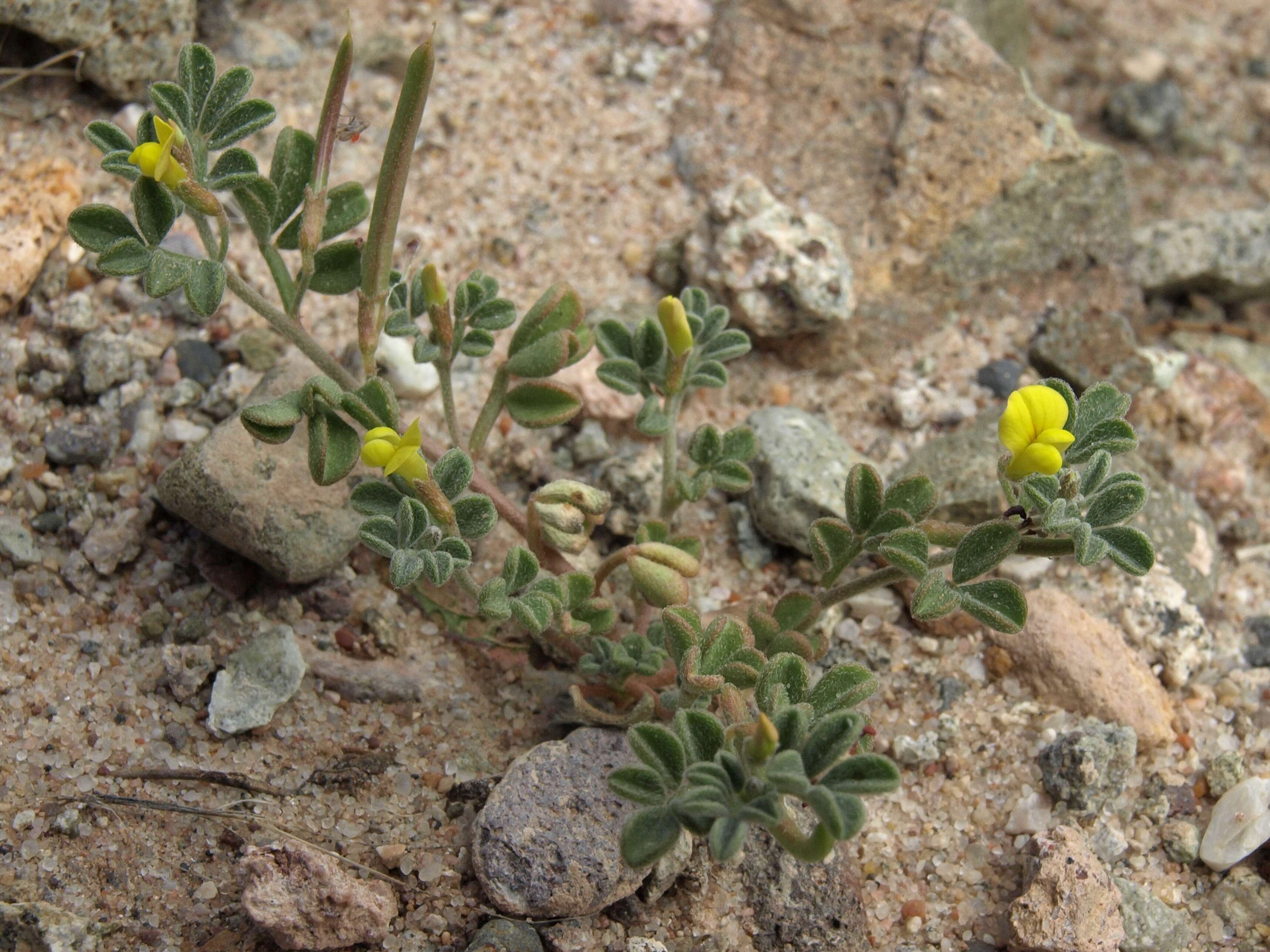 Image of strigose bird's-foot trefoil