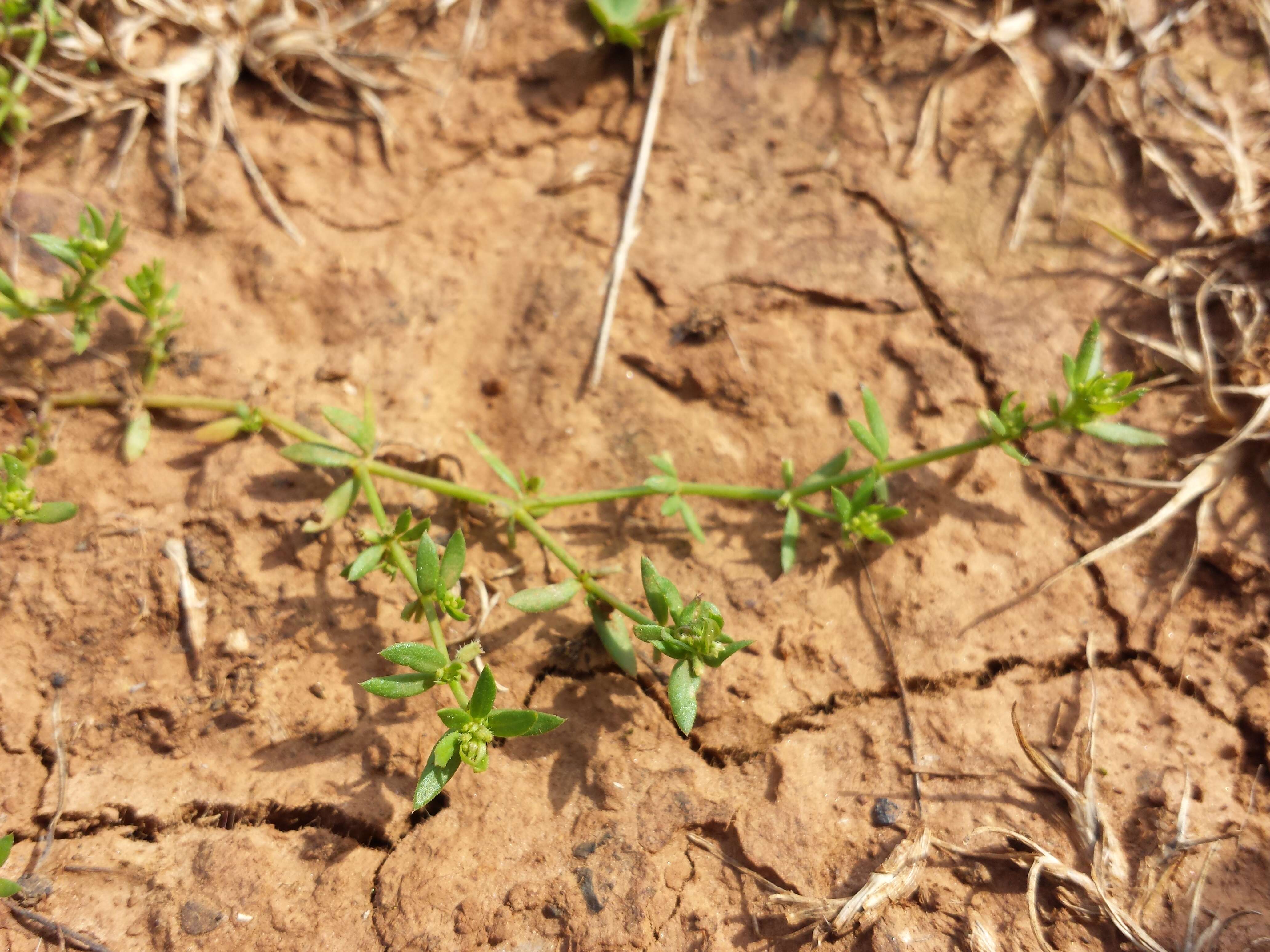 Image of yellow wall bedstraw