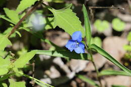 Commelina lanceolata R. Br.的圖片