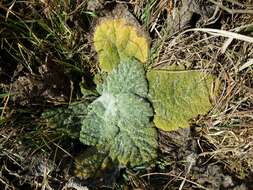 Sivun Salvia aethiopis L. kuva