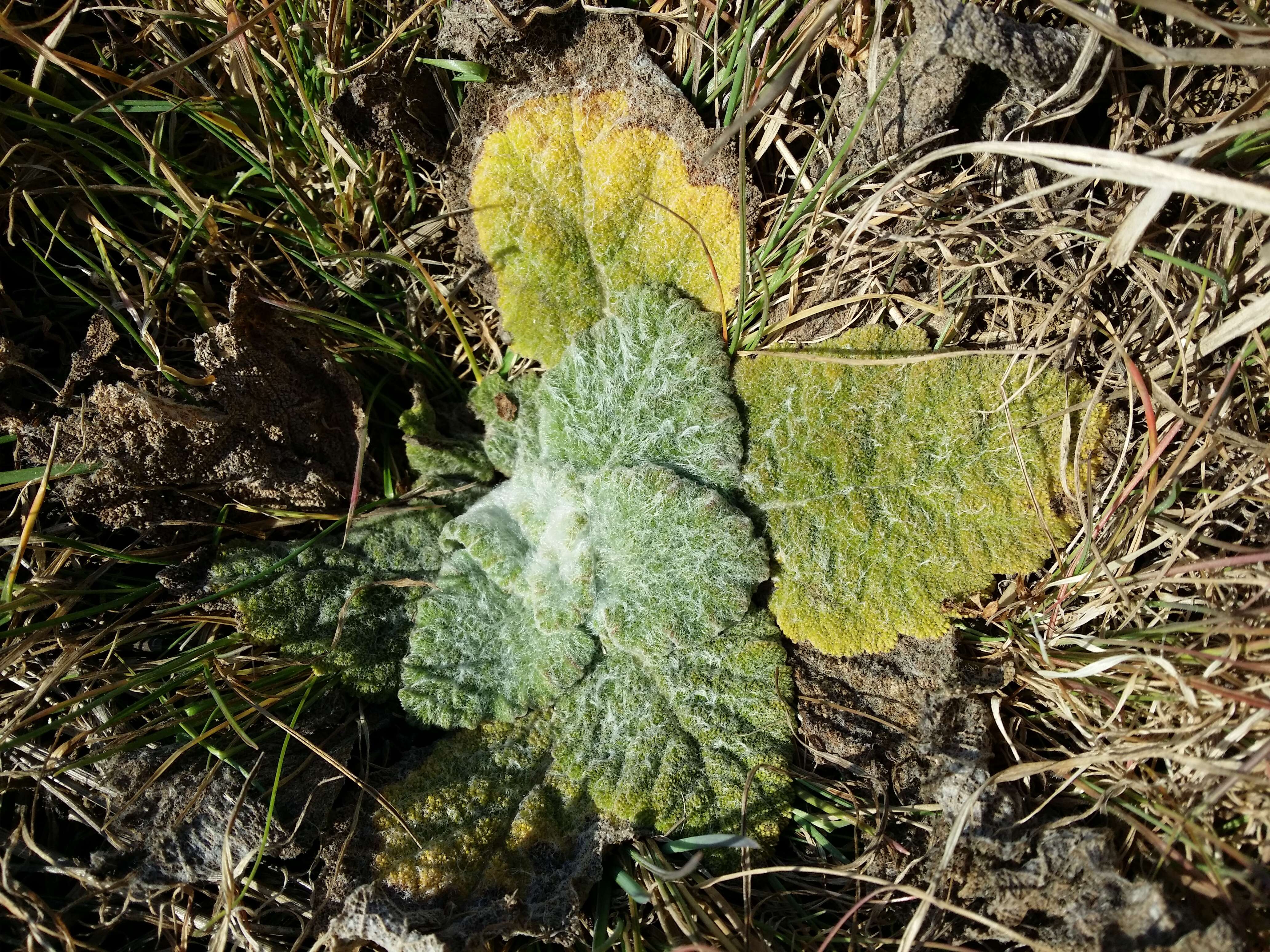 Sivun Salvia aethiopis L. kuva