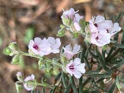 Image of Prostanthera howelliae Blakely