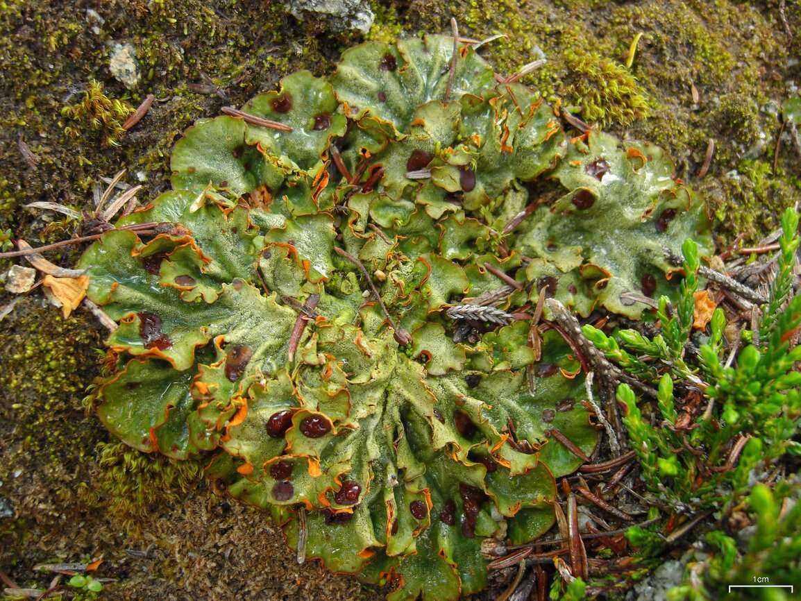 Image of chocolate chip lichen