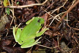 Image of Taipei tree frog