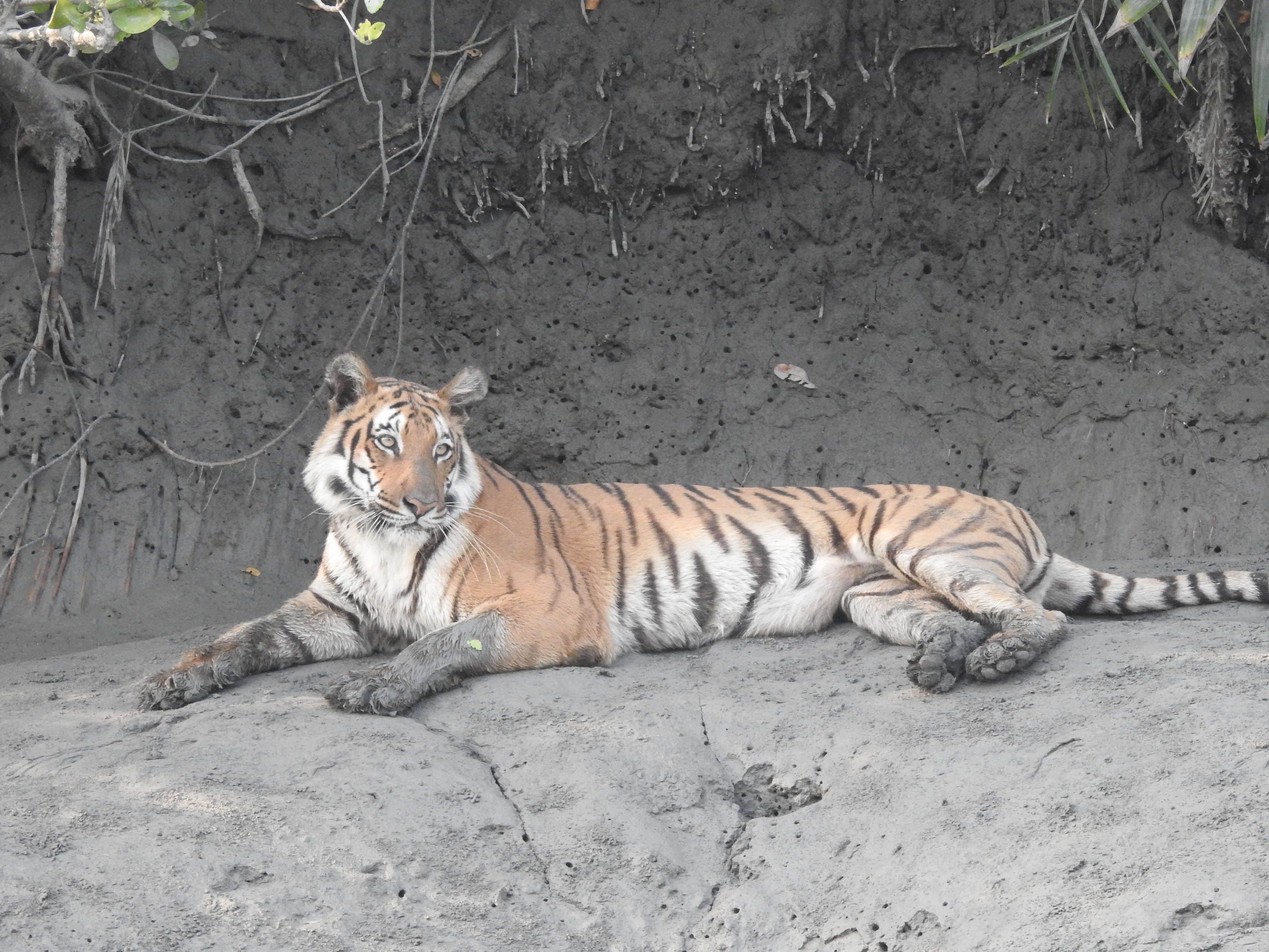 Image of Tiger