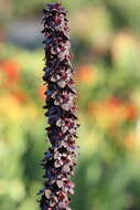 Image of black false hellebore