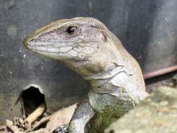 Image of Giant ameiva