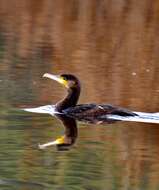 Image of Black Shag