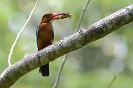 Image of Brown-breasted Kingfisher
