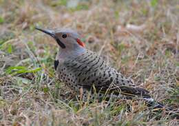 Image of Northern Flicker