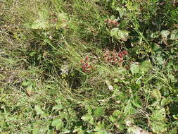 Image of elmleaf blackberry