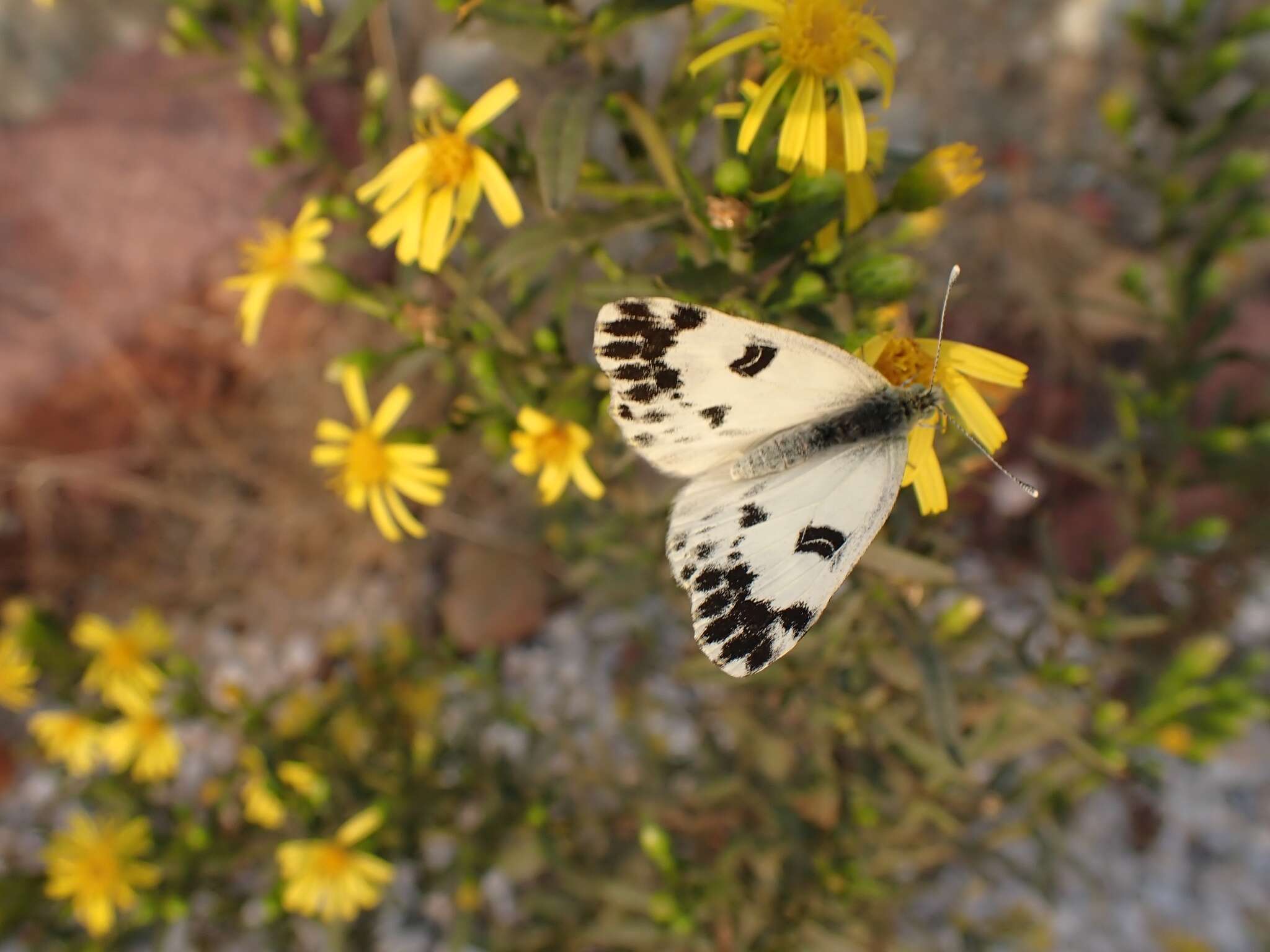 Image of Pontia chloridice (Hübner (1813))