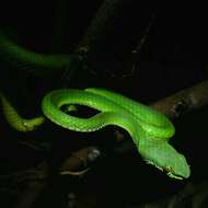 Image of Nepal pitviper