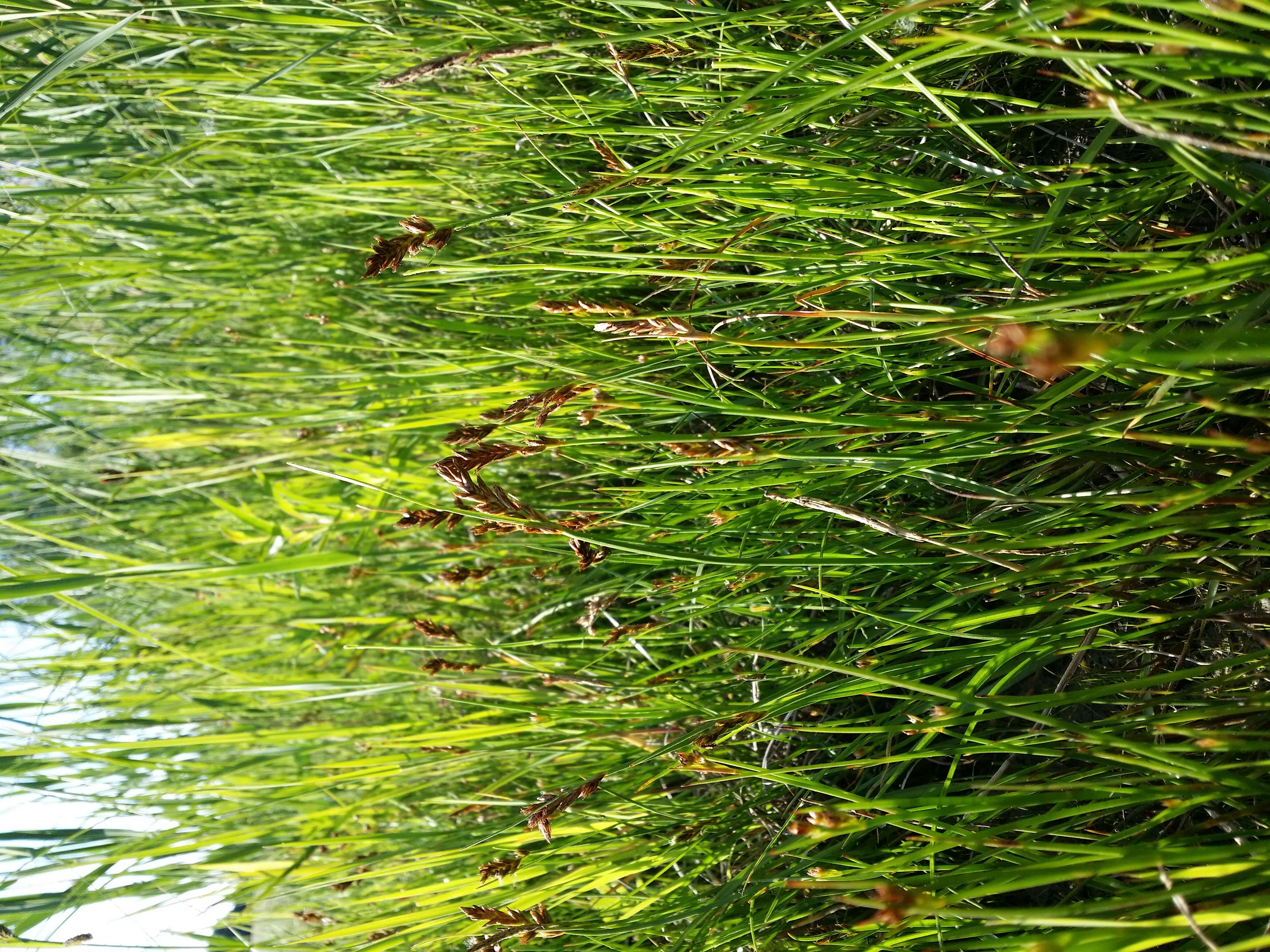 Image of Flat-sedge