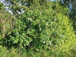 Image of dog rose