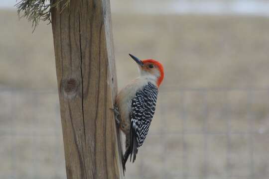 Image of Red-bellied Woodpecker