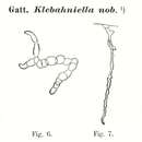 Image of Klebahniella Lemmermann 1895