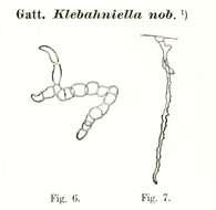 Image of Klebahniella Lemmermann 1895